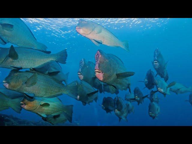 SPEARFISHING PHILIPPINES || BUMPHEAD PARROT FISH || CALAYAN ISLAND DAY 0.4 || MEL SPEARFISHING TV!