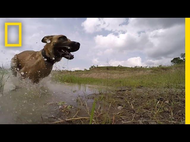 Meet the Dog Trained to Take Down Poachers | Short Film Showcase