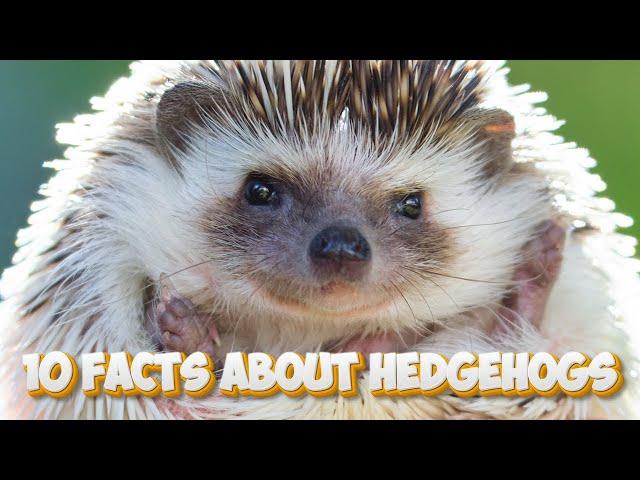 10 Facts About Hedgehogs