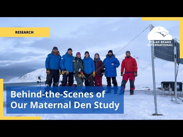 Behind-the-Scenes Look at Our Maternal Den Study