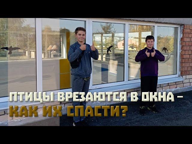 Птицы врезаются в окна - как их спасти?