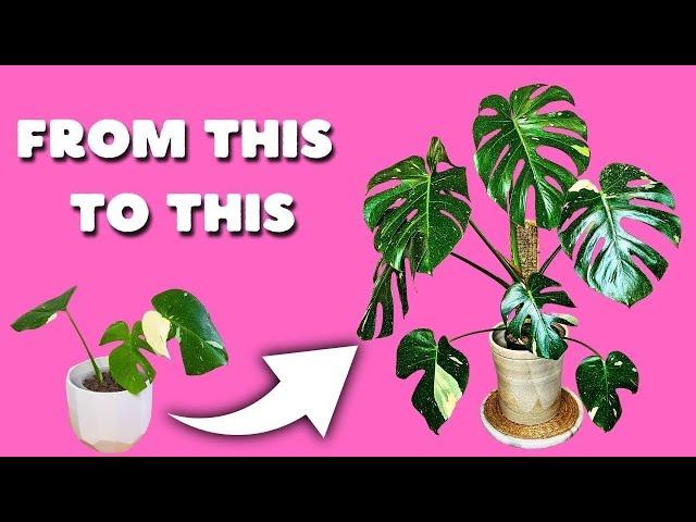 Do THIS  To grow Your Monstera Thai Constellation BETTER!