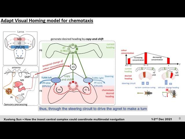 Neuromatch Conference 2021 How the insect central complex could coordinate multimodal navigation