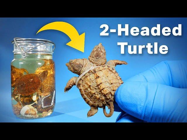 Opening a Jar of Snapping Turtles