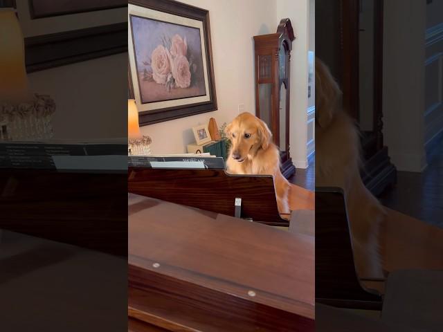 My dog learned how to play the piano!
