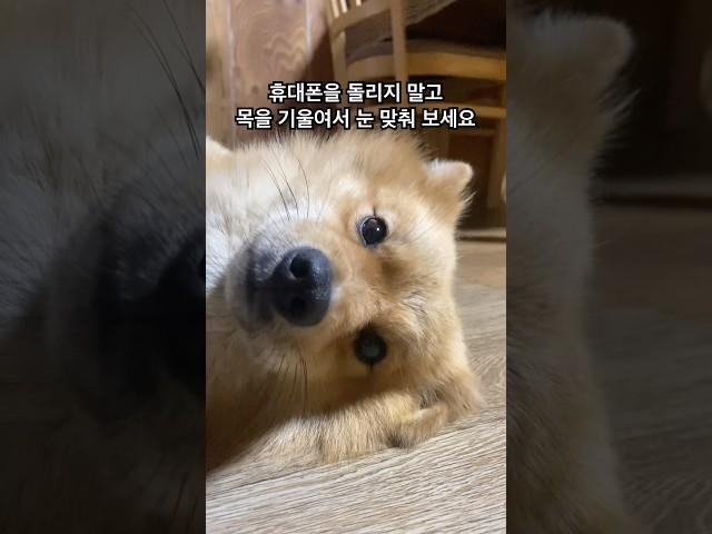시골강아지 복돌이 비 오는 날 실내취침 #愛犬 #for복돌이 #강아지일상 #강아지브이로그 #웃는강아지 #발라당