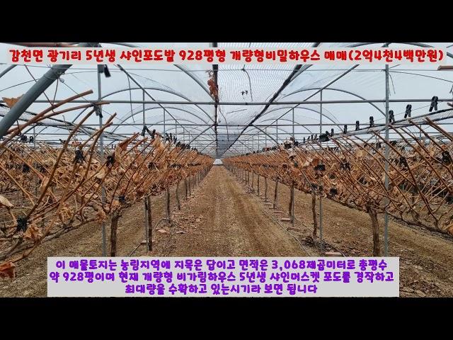 [김천몽땅부동산] 경북 김천시 감천면 광기리 5년생 샤인포도밭 928평 매매