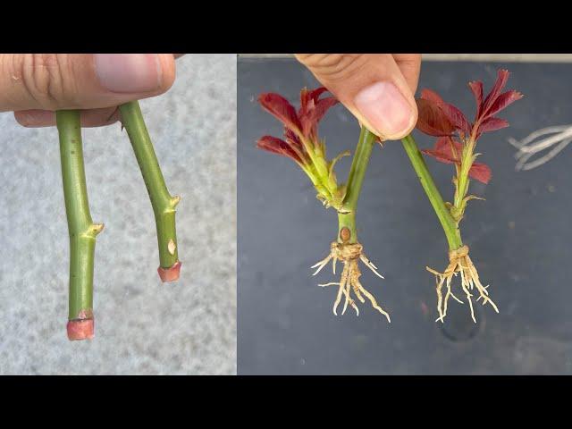 How to take rose cuttings that few people know