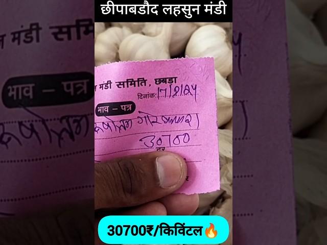 रिकॉर्ड तोड़ भाव छीपाबडौद लहसुन मण्डी | Chhipabarod Lahsun Mandi Ka Bhav | Garlic Rate Today #lahsun