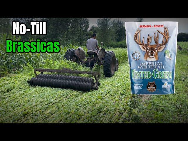 No-Till Brassica Food Plots into Buckwheat Method