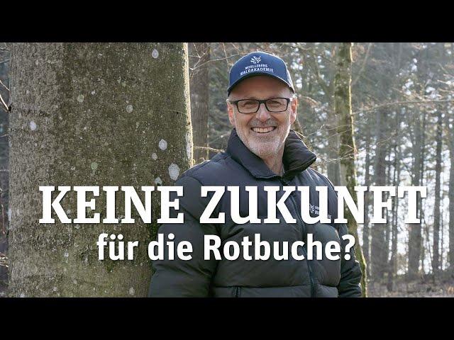 Buchen im Klimawandel  -  Die Rotbuche 'Totgesagte leben länger'