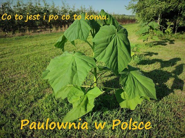 Paulownia - co to jest i po co to komu.