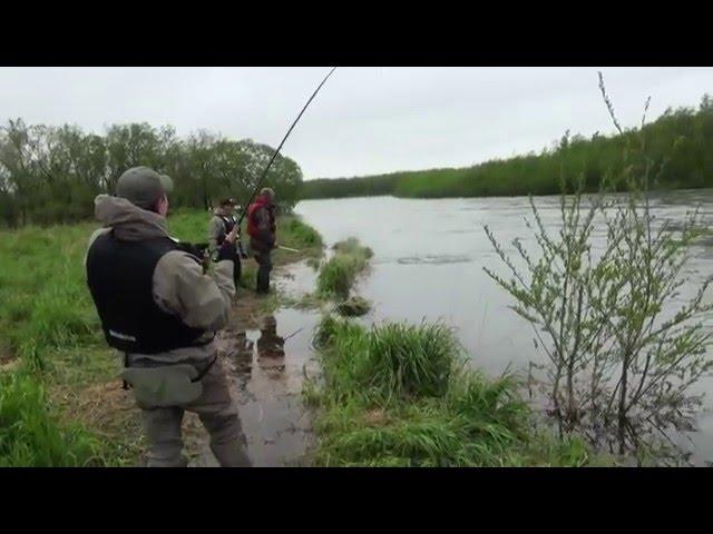 Рыбалка на Камчатке. Огромная чавыча поймана за жопу