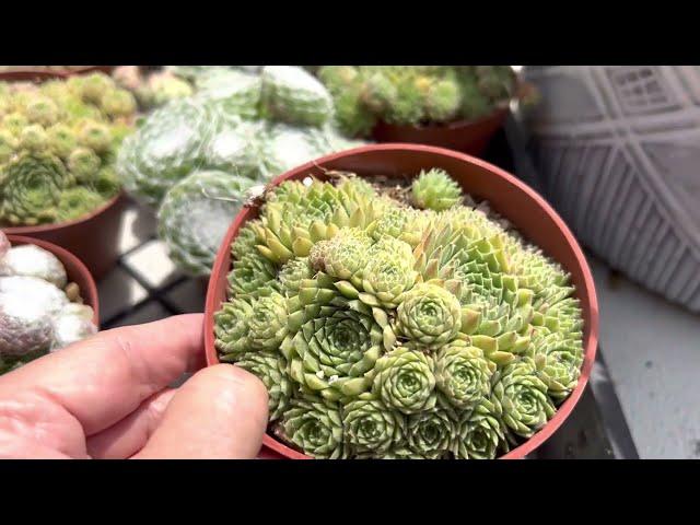 Easy to care succulents! Sempervivum variety @California Cactus Center