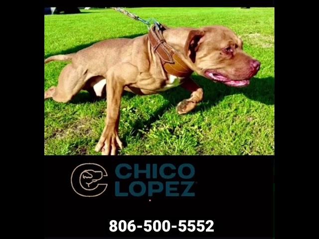 Red nose pitbull puppies “ Red nose pitbull Puppies “