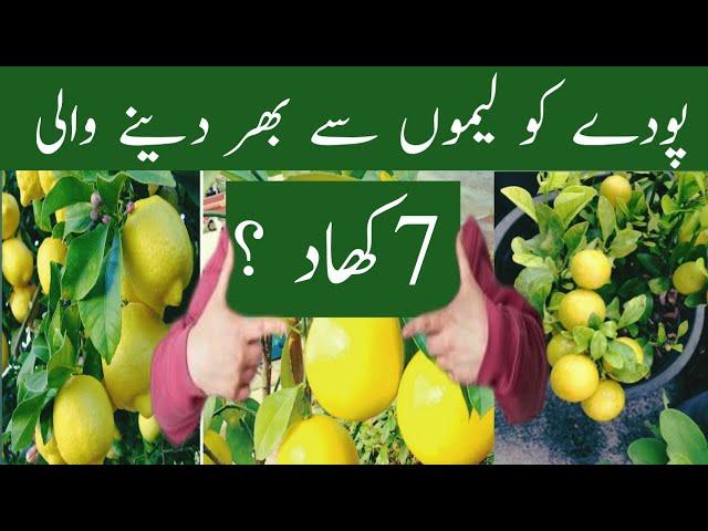 lemon plant fertilizer |nimbu ke paudhe ka fertilizer