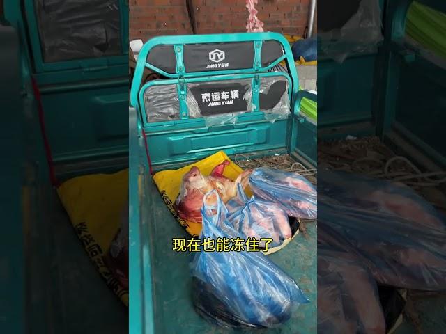 鑫鑫在家乡