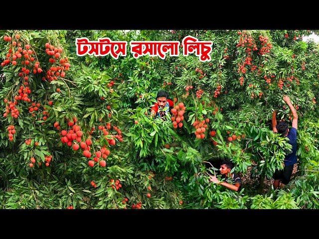 জ্যৈষ্ঠে আগুন লেগেছে ঈশ্বরদীর লিচু বাগানে || Panorama Documentary