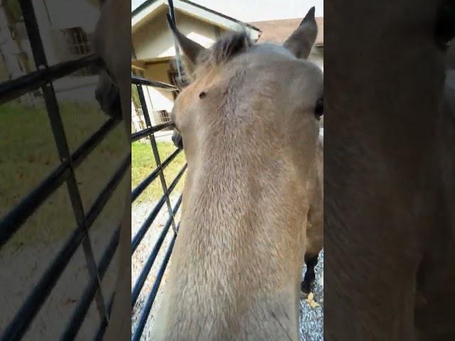 Foal Mystique & Baby Waiting To Go Out