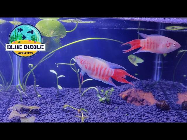 Albino Paradise Fish