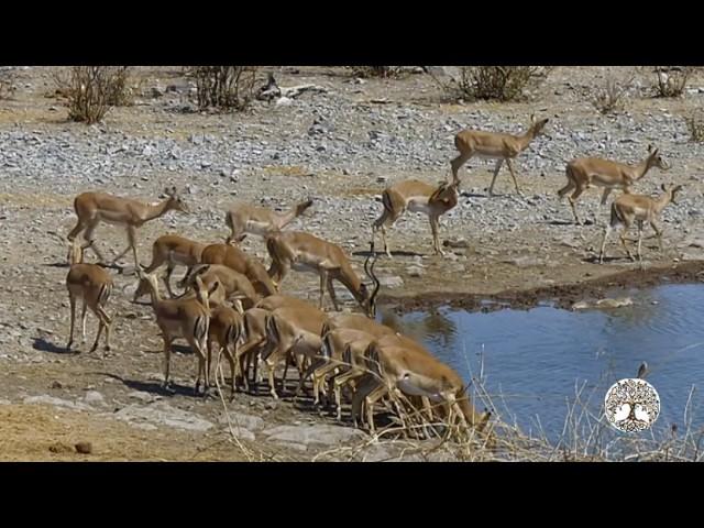 Grandes Documentales HD |  África extrema: Etosha. El gran lugar blanco 