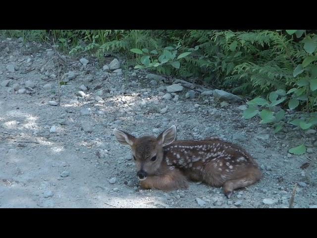 A.S.A WILD ANIMALS GALLERY