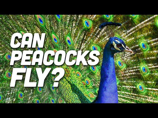 Can Peacocks Fly?