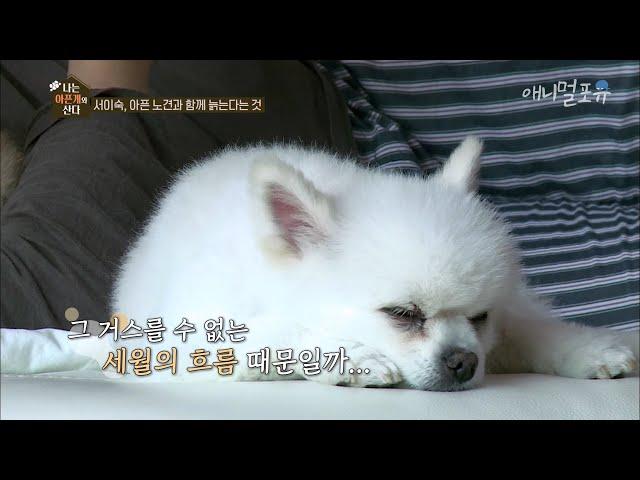 아픈 노견과 함께 늙는다는 것 [나는 아픈개와 산다], KBS 200625 방송