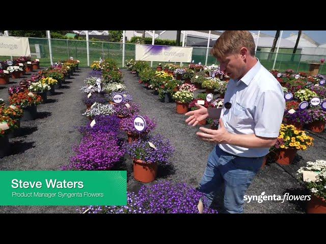 Syngenta Flowers BI Series presentation   Techno Up