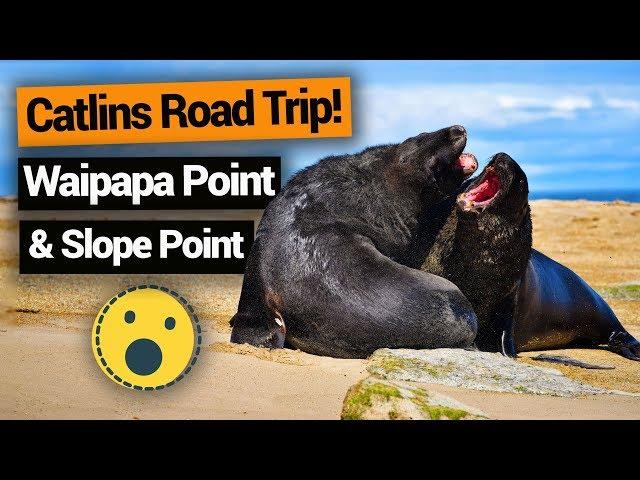 ️ Catlins Road Trip: Waipapa Point & Slope Point –  New Zealand's Biggest Gap Year