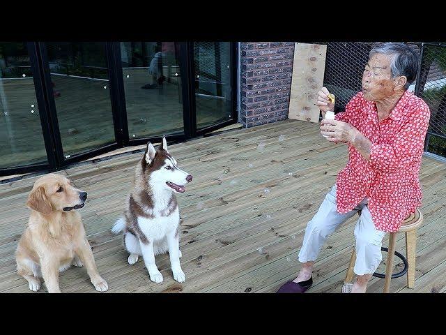 What is the reaction of the dog when Grandma makes the soap bubble?