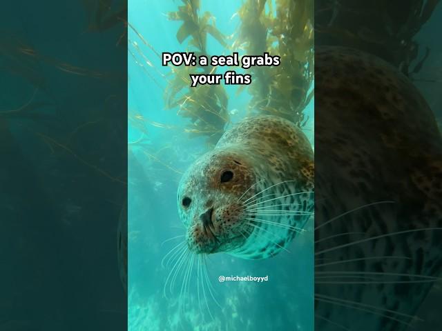 Sealvester grabs my fins #seal