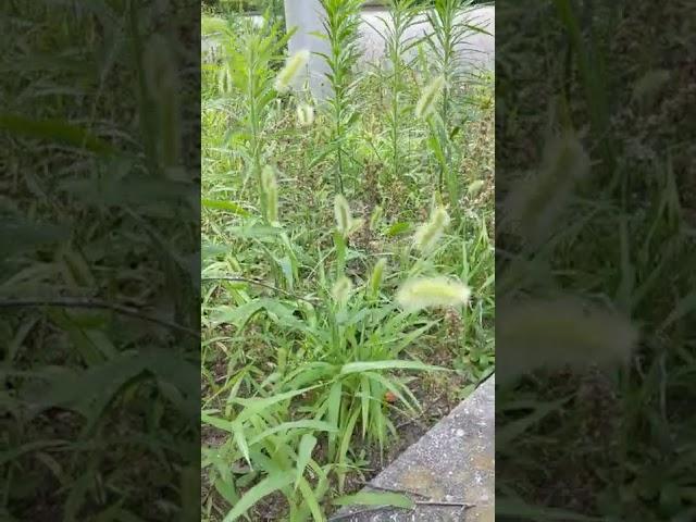 エノコログサ風に揺れる