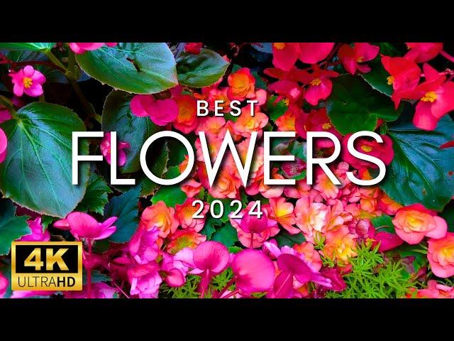 Famous Island of Amazing Flower Gardens | Flowers & Peaceful Music for Relaxing - Mackinac Island