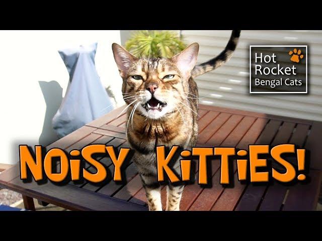 Meowing, chirping, yowling! NOISY Bengal cats talking!