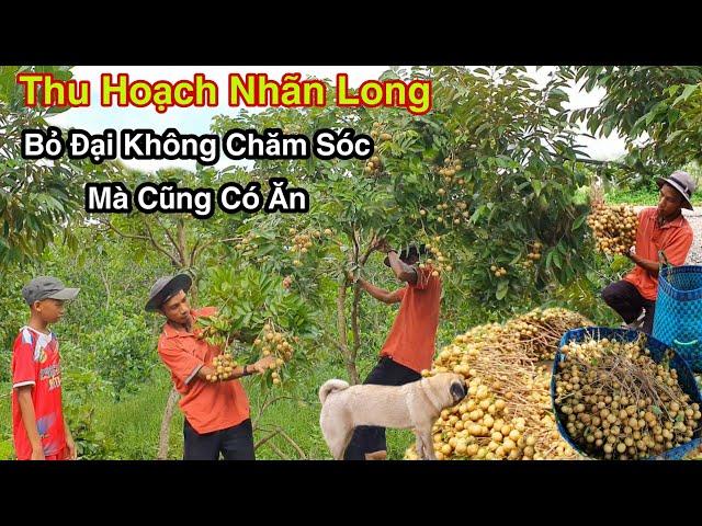 Hai Lúa Thu Hoạch Nhãn Long Bỏ Đại Cũng Có Ăn
