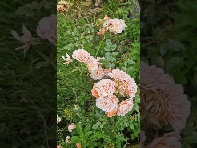 Pine Rose. #worldflora #plantnet #flower #nature #leaf #fruit #bark #habit