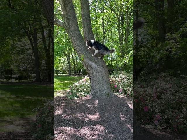 Parkour Dog climbs tree