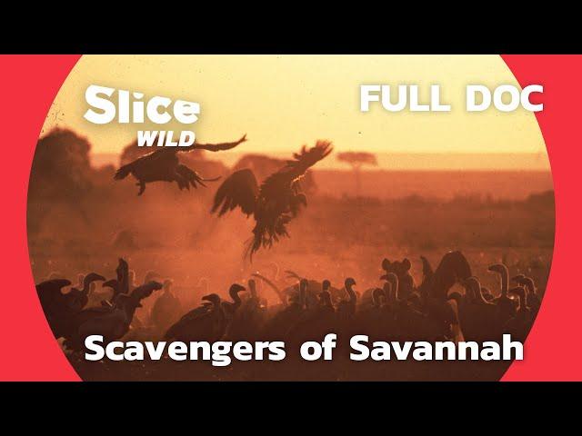 Scavengers of the Savannah | SLICE WILD | FULL DOCUMENTARY