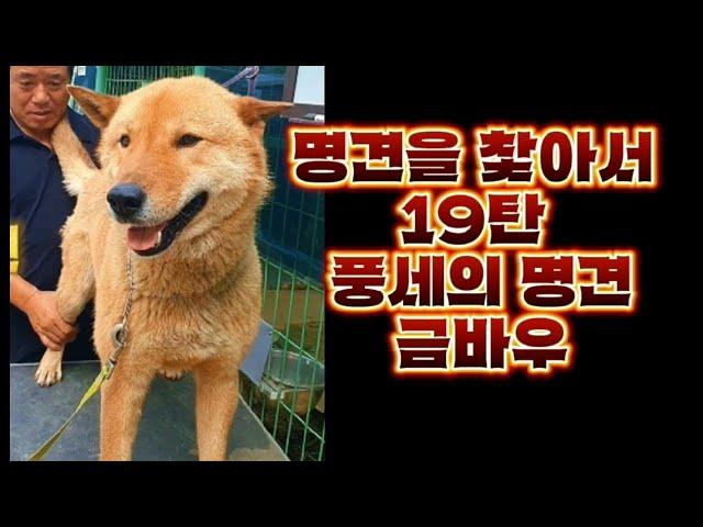 명견을 찾아서 19탄 풍세의 명견 금복이 금바우