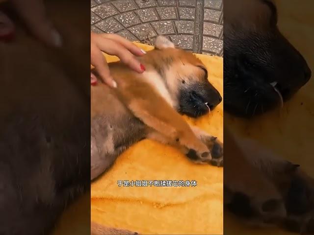 救助被毒蛇咬傷的小狗 #動物救助 #神奇動物在抖音 #流浪動物不流浪