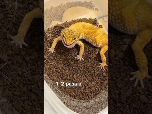 Эублефар VS Бананоед  #бананоед #рептилии #эублефар #питомцы #экзотика