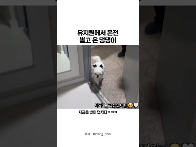 유치원에서 본전 뽑고 온 강아지ㅋㅋ #shorts #강아지 #웃긴영상