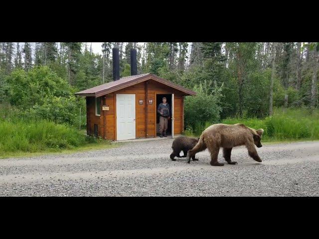 Close Bear Encounter in Katmai Park