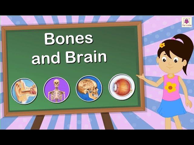 The Skeletal System | Bones and Brain | Science For Kids | Grade 5 | Periwinkle