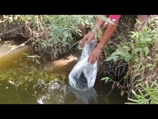 Releasing of 3K fingerlings ( Hito Farming Project)