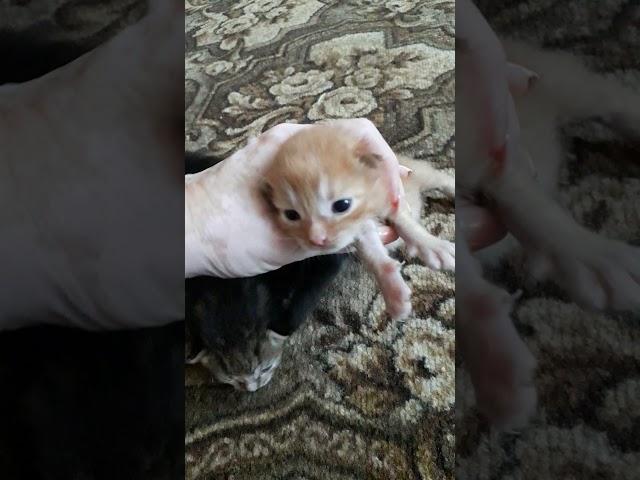 новорождённые котята открыли глазки  #shorts #kittens #котята