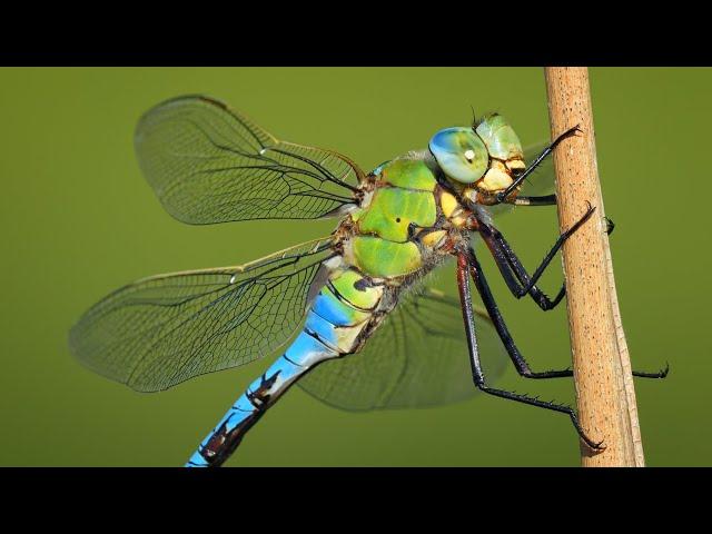 A Massive European Dragonfly ~ The Blue Emperor (Anax imperator)