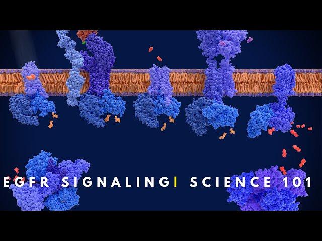 EGFR signaling | Cell Communication