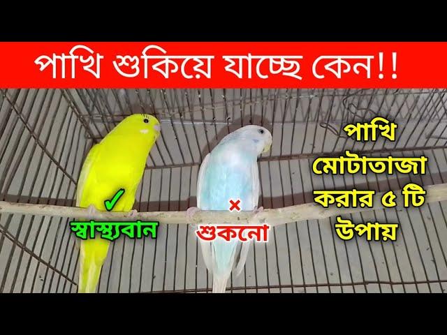 বাজরিগার পাখি শুকিয়ে যায় কেন | পাখি মোটাতাজা করার নিয়ম | বাজরিগার পাখি পালন পদ্ধতি | Grow Life